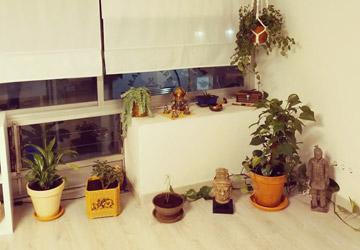 Satya Yoga plantas