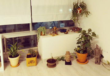 Satya Yoga plantas